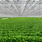 Georgia Sustainable Farming Practices: A Path Toward Eco-Friendly Agriculture